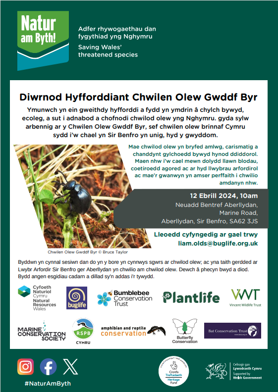 #ICYMI~ Join #BuglifeCymru Conservation Officer, @olds_liam & @NaturAmByth, for a Short-necked Oil Beetle Training Day; covering the life cycle, ecology, identification & recording of #OilBeetles in #Wales

🗓️ Friday 12 April
🕙 10:00-15:00
📌Broad Haven, SA62 3JS

#OilBeetleHunt