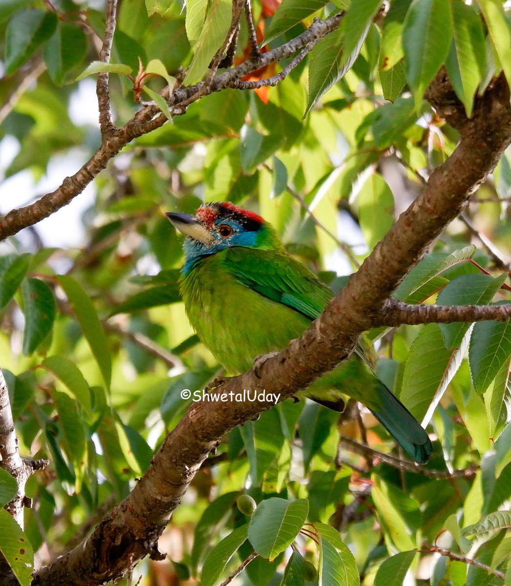 Blue-throated barbet #IndiAves #BBCWildlifePOTD #BirdsSeenIn2024 #birds #birding #TwitterNatureCommunity #birdphotography #photooftheday @NatGeoIndia @NatureIn_Focus #uttrakhandtourism #uttrakhand @Advay_Advait