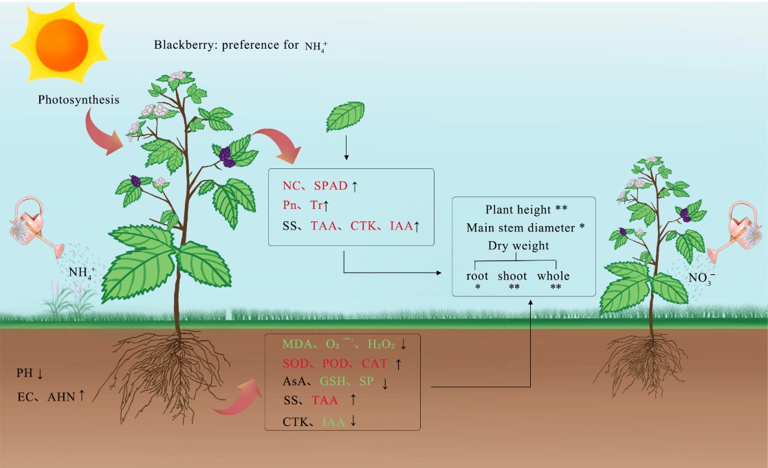 🎉 Exciting news! Check out the highly cited paper 'Physiological and Morphological Responses of Blackberry Seedlings to Different Nitrogen Forms' 👉 Follow the link below to learn more: brnw.ch/21wII88 #blackberry #nitrogen #ammonium #nitrate #plantgrowth