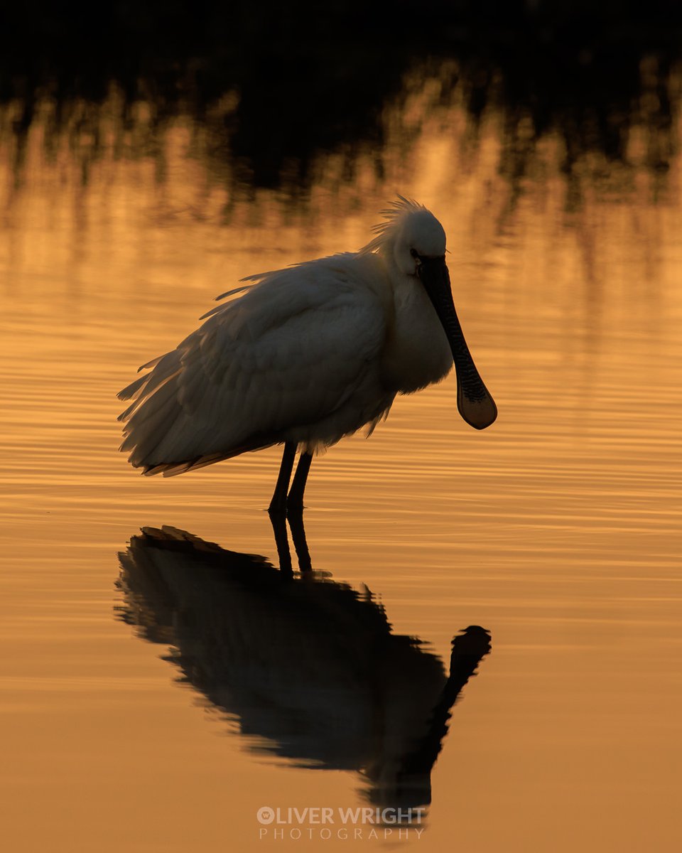 Spoonbill at dawn...

Another shot from yesterdays early morning session with the spoonbills, not sure when there's going to be another opportunity with the current forecast

Got quite a few from the session and might as well post them now or I'll have moved on...