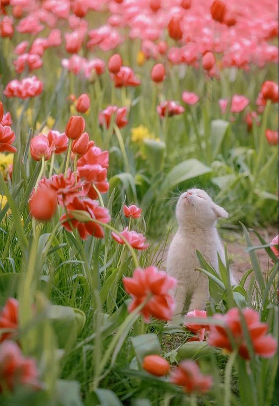Kitty enjoying aroma of Spring flowers