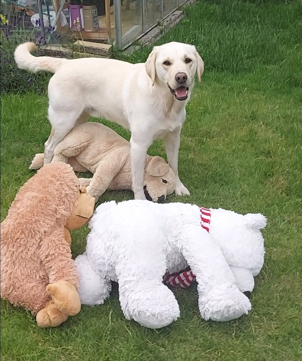 #ThrowbackThursday to 3 years ago when Mum caught me having intimate moments with my (then) favourite toys. Sanday (under me 😉), Cuddles the Gorilla (badly injured by fox 🤕), and Pete Polar Bear. Look how lean I look!