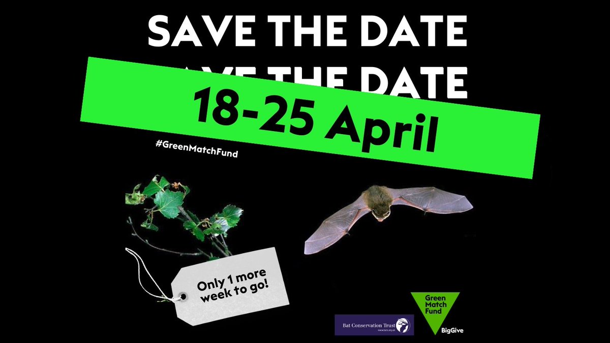 1 week from now and for one week  only, your donations to our #BatsAndBeyond campaign will be worth DOUBLE, as <a href="/BigGive/">Big Give</a>   will match all donations up to £10,000.
Sign up to know when it goes live: forms.office.com/e/C9MXJnyxfF
#GreenMatchFund #LoveBats