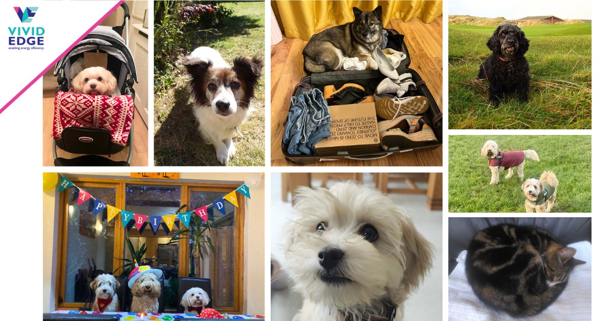 On National Pet Day, we're celebrating our cherished pets that bring us joy and companionship - meet Cookie, Winston, Arnie, Wispa, Buttons, Sam, Nala, and Mac! #nationalpetday #PetDay