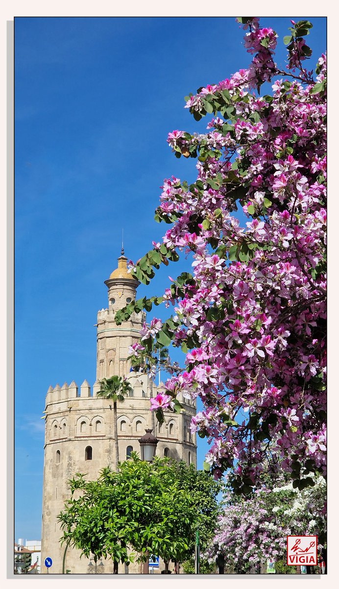Y tiene además Sevilla, sin ninguna campanilla, una torre, la del Oro, torre que hicieron los moros y es el alma de #Sevilla. (Manuel Pareja Obregón) #FelizJueves #Triana #Macarena #Andalucíahoy #Andalucía