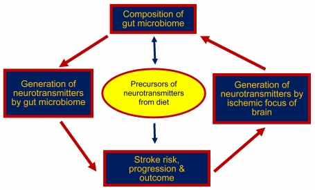 #ischemicstroke #gutmicrobiota #neurotransmitter Gut microbiota neurotransmitters: influence on risk and outcome of ischemic stroke journals.lww.com/nrronline/full…