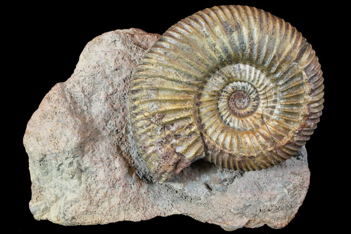 April 11, 1755, birthday of James #Parkinson. Physician known for describing symptoms of Parkinson disease, he was also interested in #geology and introduced a young Mantell to fossil-hunting. The #Jurassic ammonite genus Parkinsonia is named after him 🐚