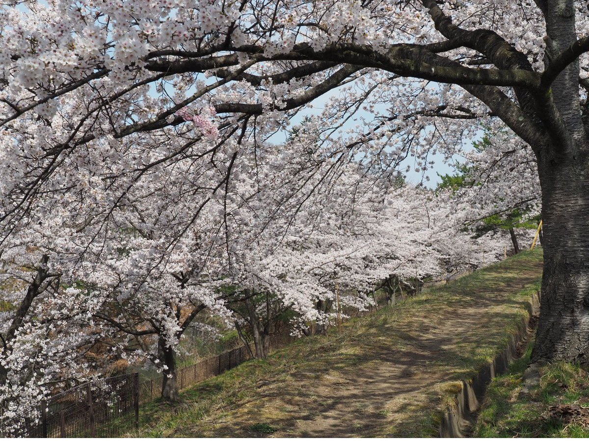 2024年4月11日、桂の大倉緑地も素晴らしかったです!!
(路駐も見かけました……残念💦 是非バスか歩きでおいで下さい)

#んだんだずんだ