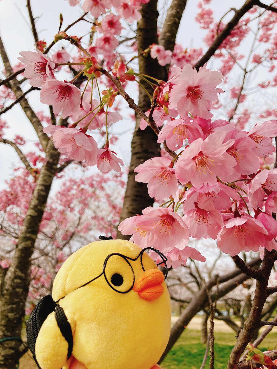 「オタク君も桜見てきたよ 」|きいろのイラスト