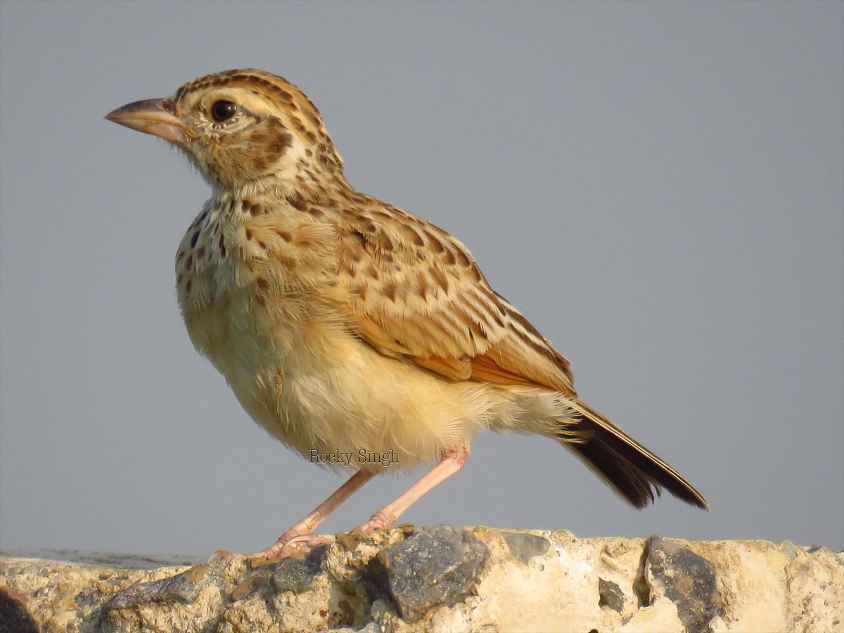 The Indian Bush lark. A little songster that likes to sit on top of things .. often found perched like this on precariously balanced atop a bush singing its soft merry song. It’s very vocal and that little orange wing will help you identify it. @indiaves