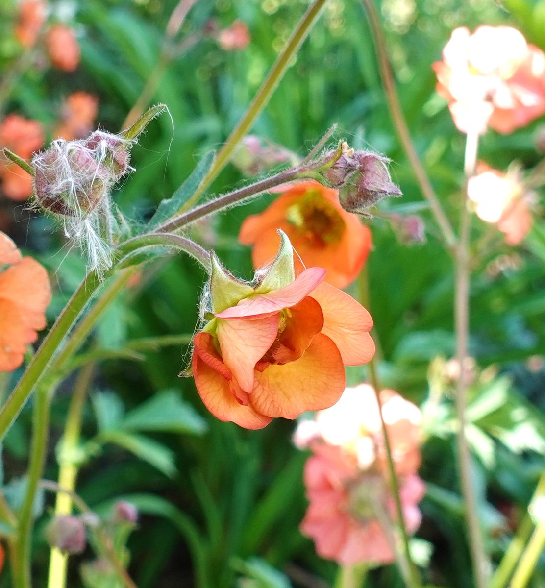 We love Geums! See Gardeners' World Friday 12 April for a look at 1 Brickwall Cottages in Frittenden, Kent where Sue has a gorgeous collection of geums. Open days: 5 and 6 May or just ring up to make a time to take your group. findagarden.ngs.org.uk/garden/16452/1…