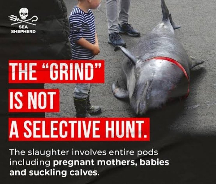 janischshane's tweet photo. #StopTheGrind
#StopTheKillings
#DontVisitFaroe
#NoMoreHunts
Credits Seashepherd https://t.co/DX7hEn54IL