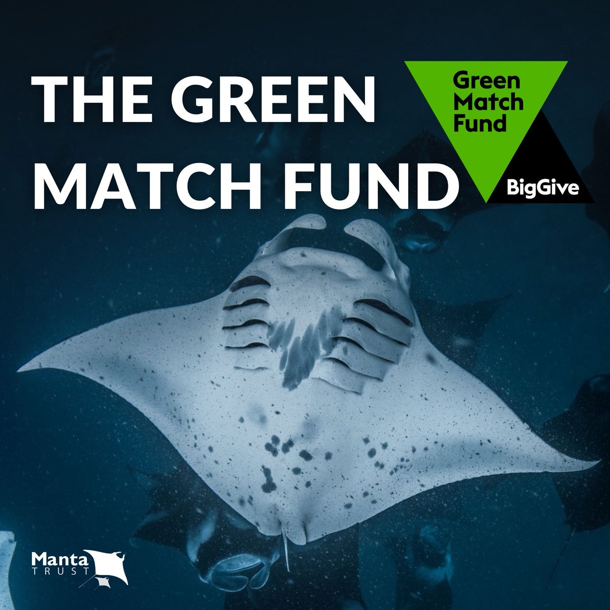 Are you ready for the Big Give #GreenMatchFund?💚 The Big Give is a fantastic initiative that will DOUBLE donations made to the Manta Trust as part of the Green Match Fund, DOUBLING the impact of your gift! 🌿🎁 The Green Match Fund will run from 18-25 April 2024.