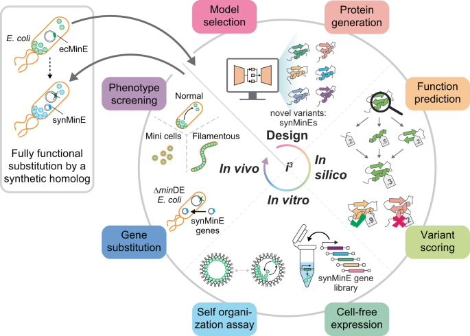 Researchers from @SchwilleLab based at @MPI_Biochem introduce a pipeline to screen for complex cellular functionality, and show that it successfully selects ML-generated variants which can substitute the wildtype in E. coli nature.com/articles/s4146…