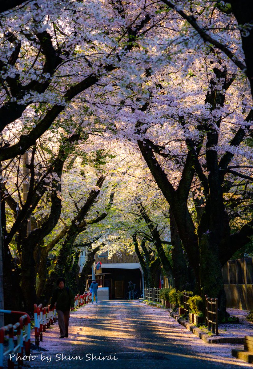 ■タイトル:朝日に輝く桜並木(4/10撮影) ■撮影スポット:市川市スポーツセンター ■一言:斜め後ろから射し込む朝日に輝く桜と花びらの絨毯✨ だいぶ散ってきてますがまだ花は意外と残ってます #ちばとぴフォト部投稿 #桜 #市川市 #市川 #千葉県 #千葉 #朝日 #空 #いちかわ写活部 #花 #東京カメラ部