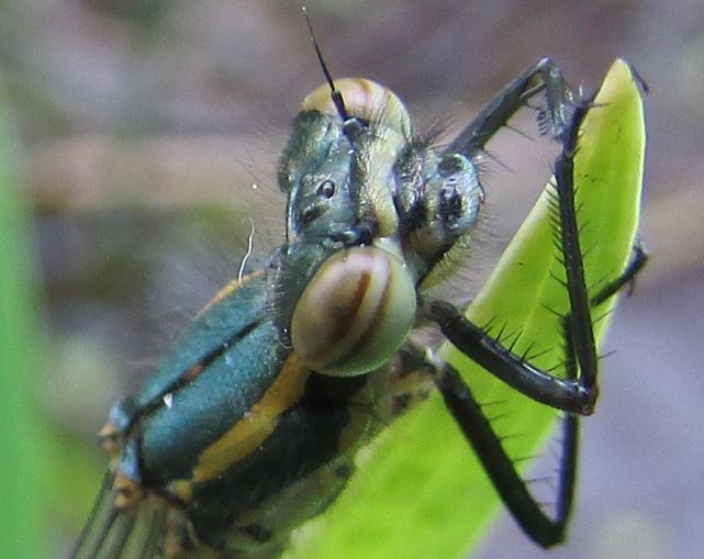 It won't be long (a few weeks I would think)! Let us know when you see your first Large Red Damsels! This one emerged from my water-plant storage container a few years ago. It measures 2mx1m so was quite a surprise. Anyone digging a pond in their garden just now? #TeamDragonfly