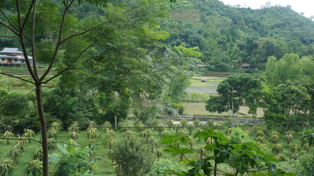 Smallholder farmers in Viet Nam are making big strides in #climate adaptation with local, ecosystem-based solutions - from agroforestry innovations to eco-labelling schemes. 🌱💪 @katawagner1 highlights 6 ways to help them scale up their activities --> iied.org/how-smallholde…