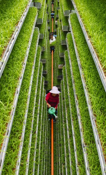 Chinese Farmland Rice China Wants People's Rice Bowls Filled With
