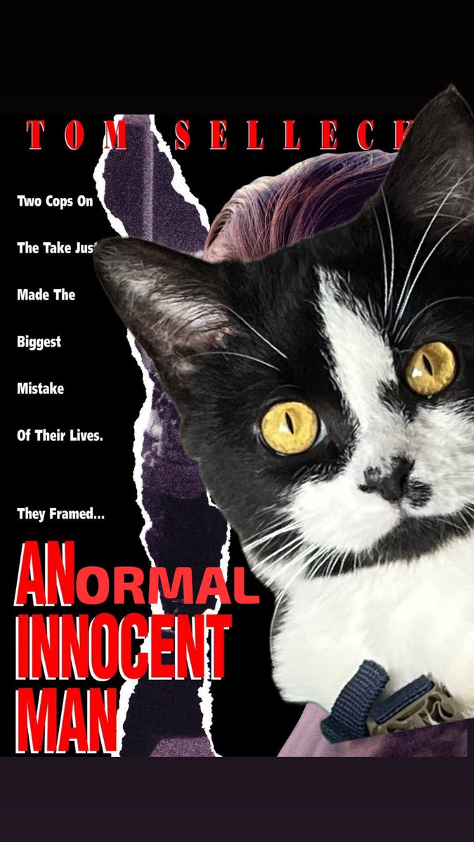 We’re currently fostering the world’s most criminal cat and this is a thread of his various exploits over the last month.