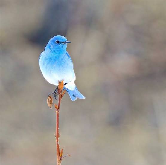 幸せの青い鳥𓅫💙
見てみたいし飼ってみたいw