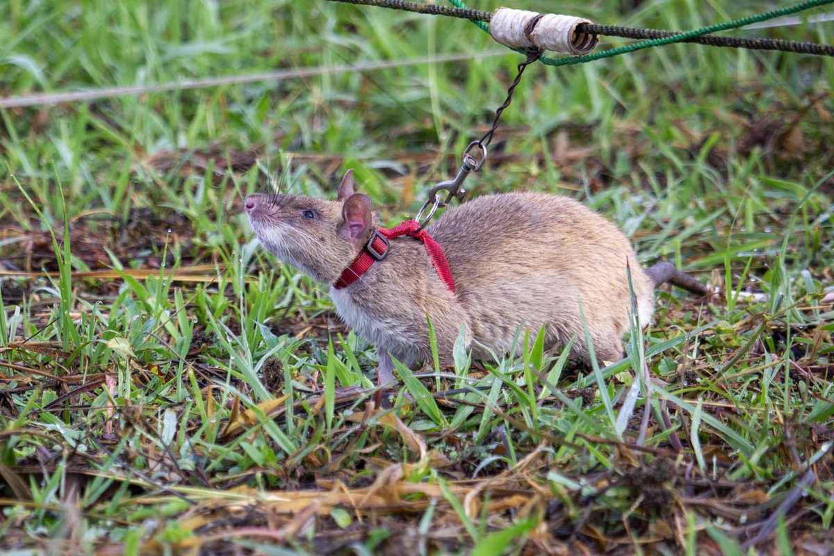 It's Thursday, I can smell the weekend from here! Did you know rats have an amazing sense of smell? At #APOPO, #HeroRATs use their powerful noses to detect #landmines, #tuberculosis, and more, capable of smelling in picogram quantities! #clickertraining #powerfulnose #landmines