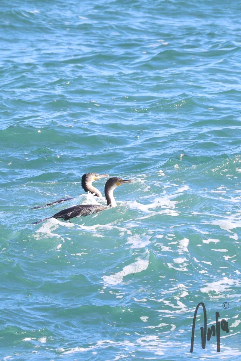 Gone deep-sea fishing! #Whitebreasted #Cormorant #TheHeads #Knysna #GardenRoute #WesternCape #SouthAfrica #photography #nature #outdoors #birdwatching #BirdsSeenIn2024 #goedemorgen #ocean #estuary