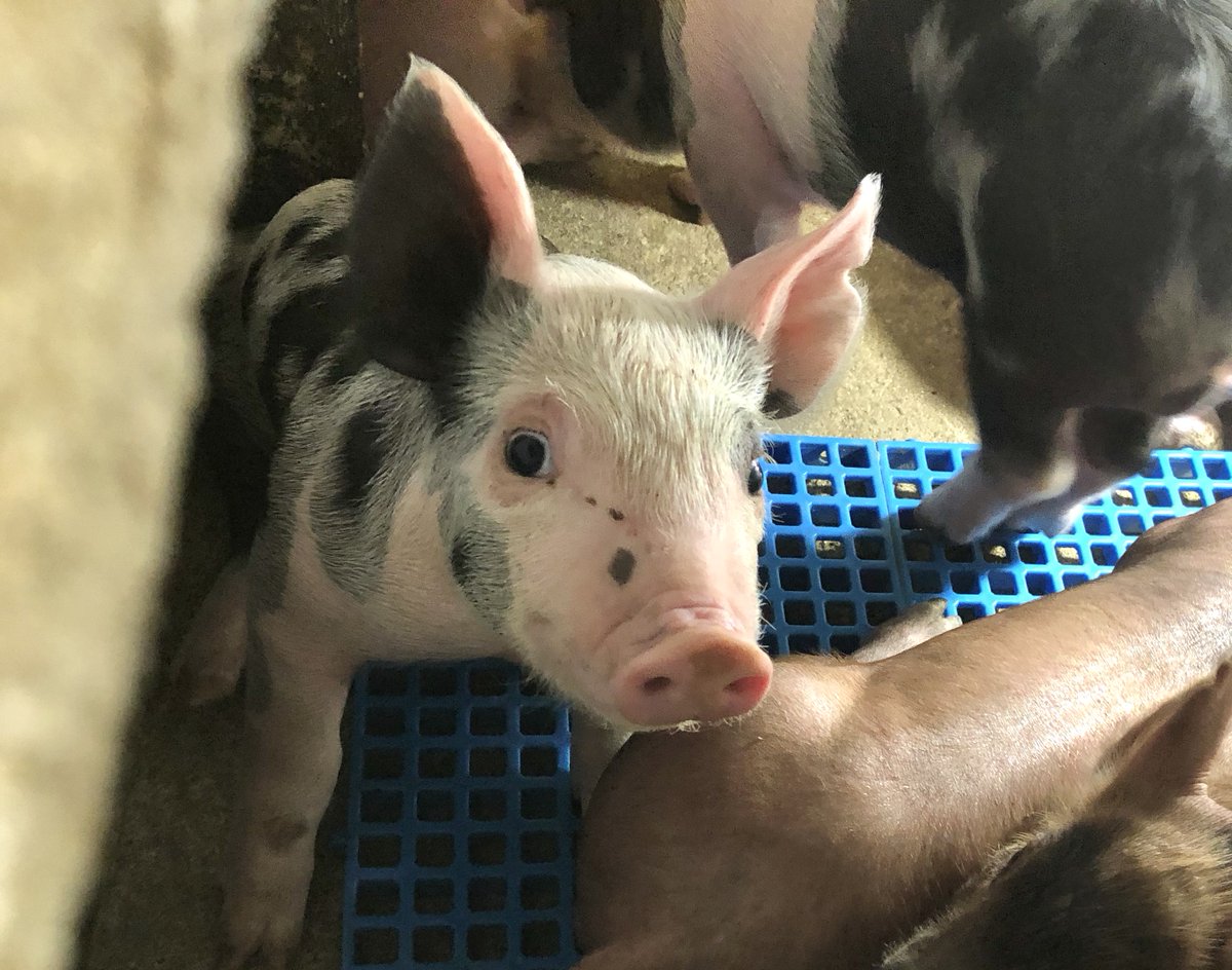 MORE GOOD NEWS: focusing incentives and rewarding farms based on outcomes, rather than farm types, could have huge benefits to people, the planet and our pigs. 3/5