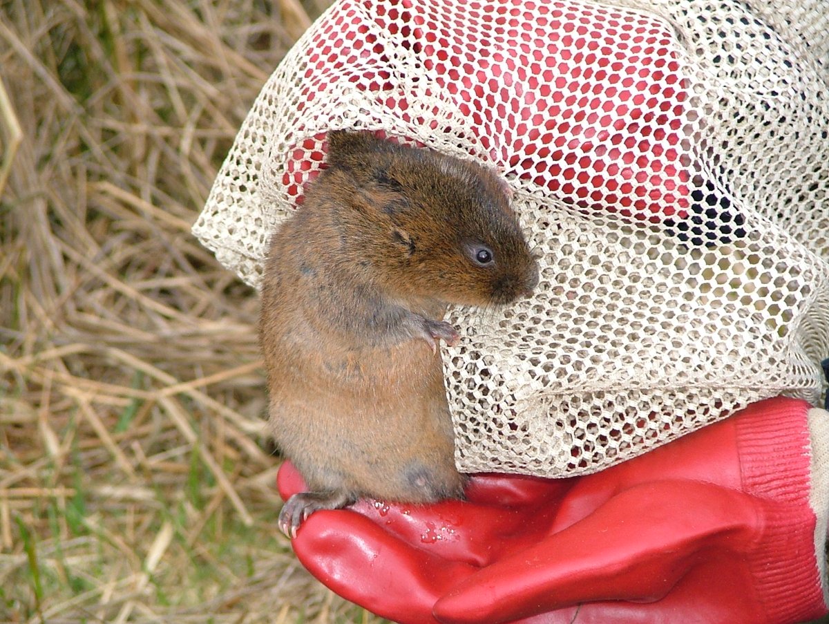 Conservation Officer - Job Advert INCC are looking to appoint a Conservation Officer to oversee our three-year upland Water Vole conservation project in the Glamorgan uplands, South Wales. For more information on how to apply: natureconservation.wales/news/ please repost.