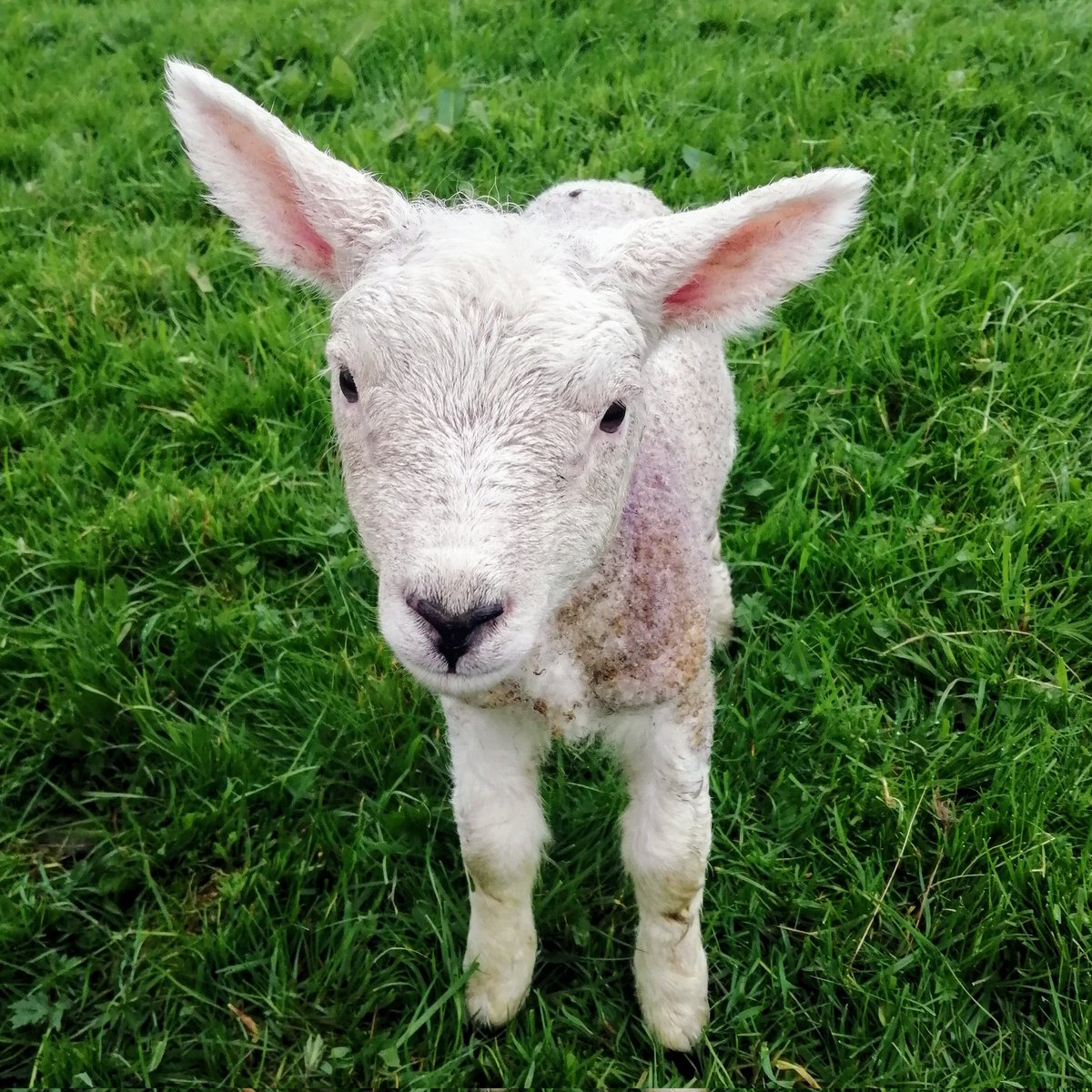 Those eyes 😍 #sheep #sheep365 #farming #farminglife #shepherdess #farmingneverstops #lambingseason #lambing #lambing2024