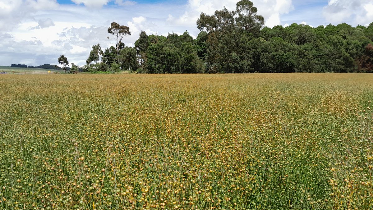 Linseed closing in on harvest. Certainly one of the cheaper crops to grow this season.