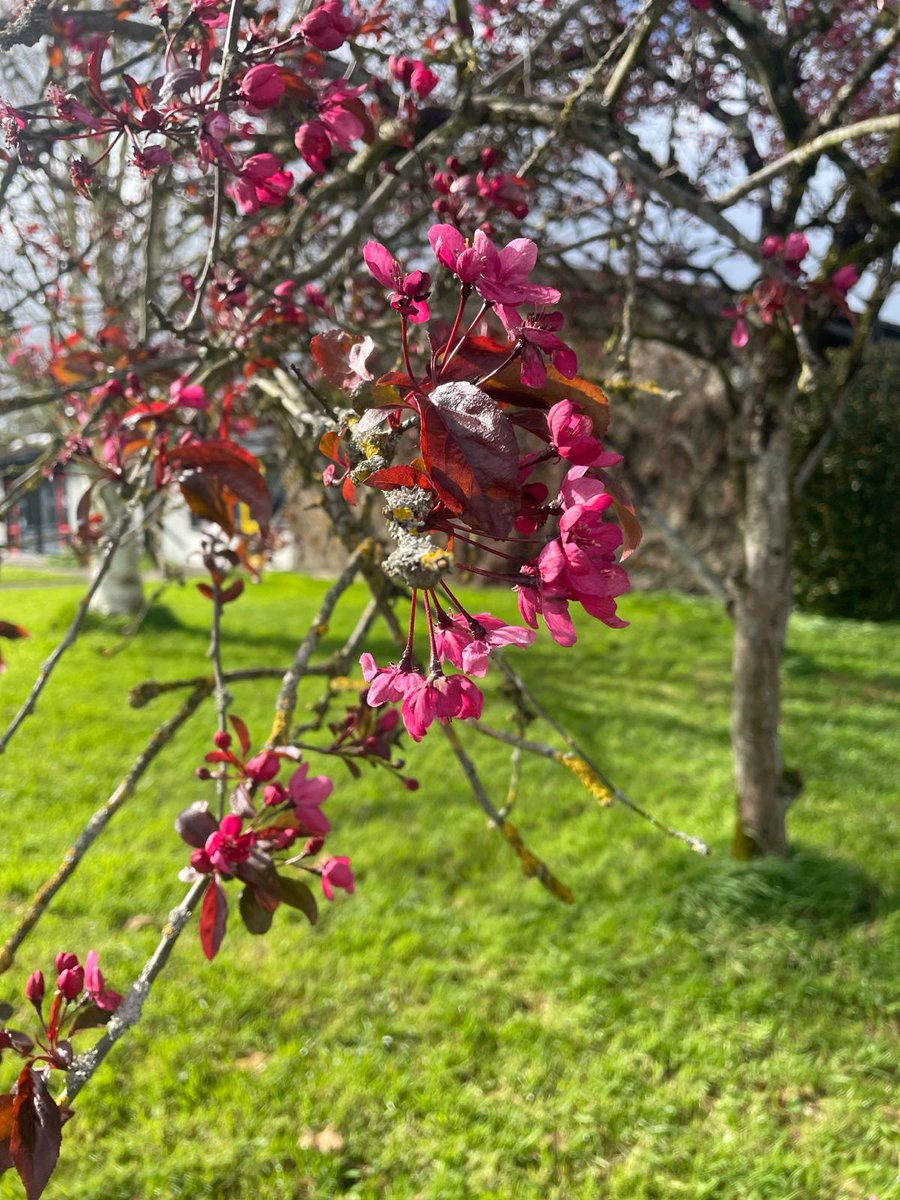 Now that the rain has eased we can start to appreciate the season and all the colour it brings around the school grounds. @oidePR