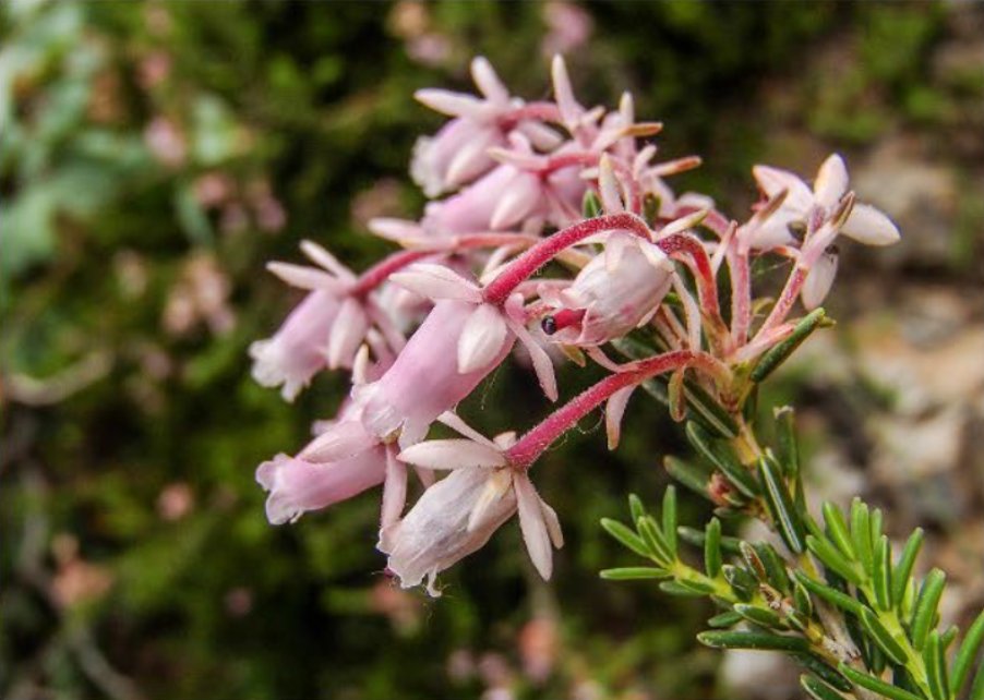 Exploring the intricate #ecology and urgent need for global #conservation strategies for Erica sicula, a critically endangered species, emphasising its disjointed distribution and the collaborative efforts for its protection. 🔗 doi.org/10.3897/arphap… #Ericaceae