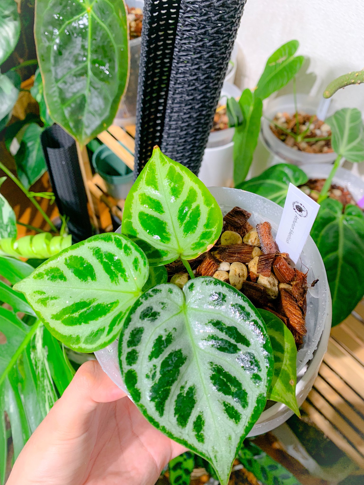 Anthurium アンスリウム シルバーブラッシュ×ワロクアナム 大株 Anthurium アンスリウム シルバーブラッシュ×ワロクアナム 大株