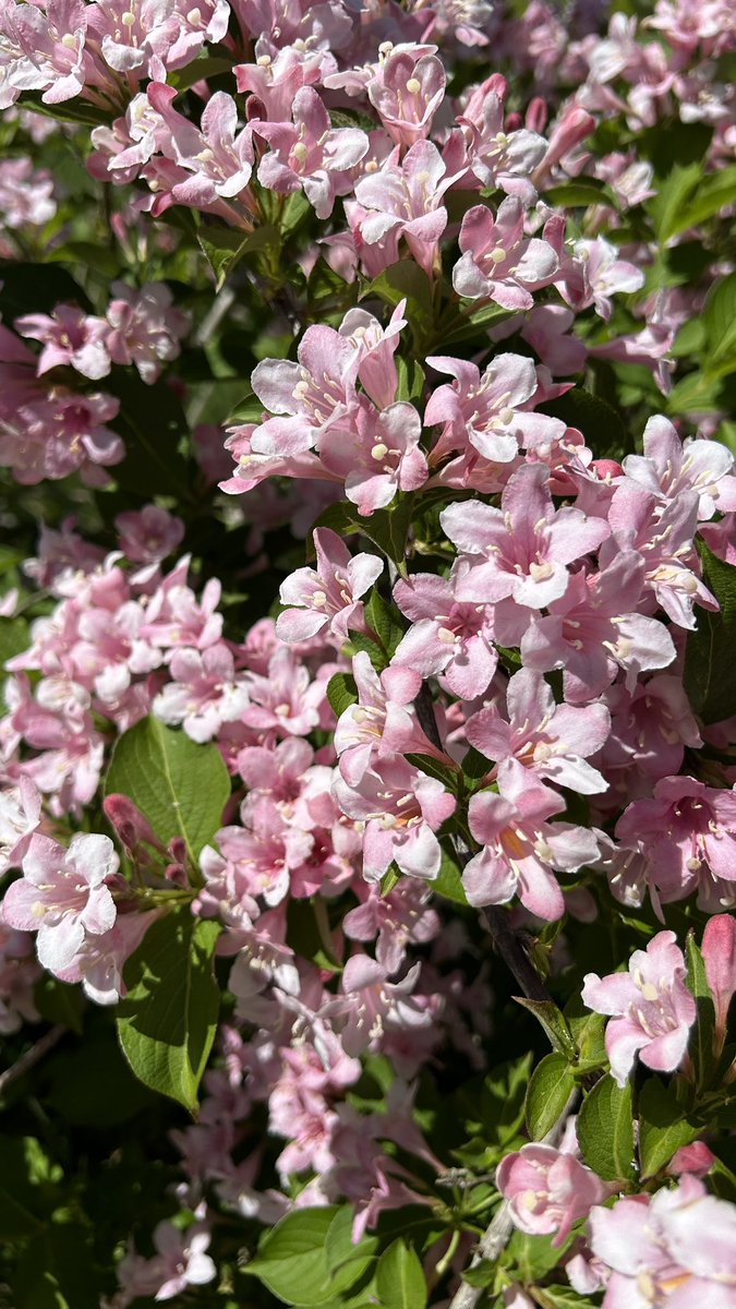 The  weigelas are blooming now! I love these plants as the whole plant explodes into bloom😍I have a huge variegated one that will start blooming shortly💖💗💘

#Flowers #Gardening #Plants #FlowerPhotography #FlowerGardening #Spring