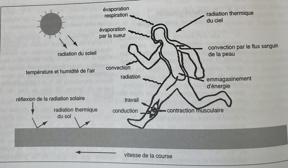 L’accumulation de chaleur endogène est le facteur limitant principal de la perf d’endurance. 

L’accumulation de chaleur endogène est plus ↗️ en course à pied par rapport au vélo.

L’optimisation de la thermorégulation représente un axe prioritaire de l’entraînement en endurance.