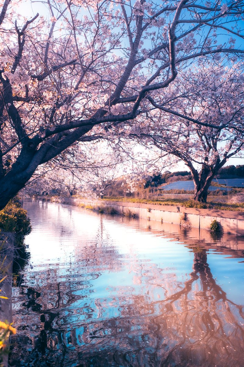 夕暮れ時の今井の桜が美しい。