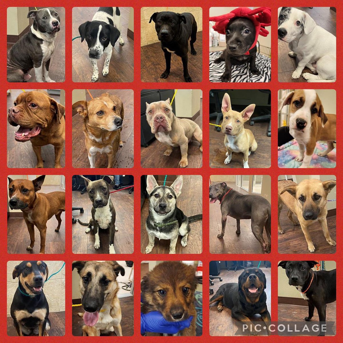 ‼️SHELTER DOGS ARE ALMOST FULL‼️#Greenville #Texas Only 2 kennels are open Can’t adopt? Considering fostering a dog while a reputable rescue works to find these dogs GOOD homes. PLEASE go in or email animalcontrol@ci.greenville.tx.us MORE links below ⬇️ #dogsoftwitter