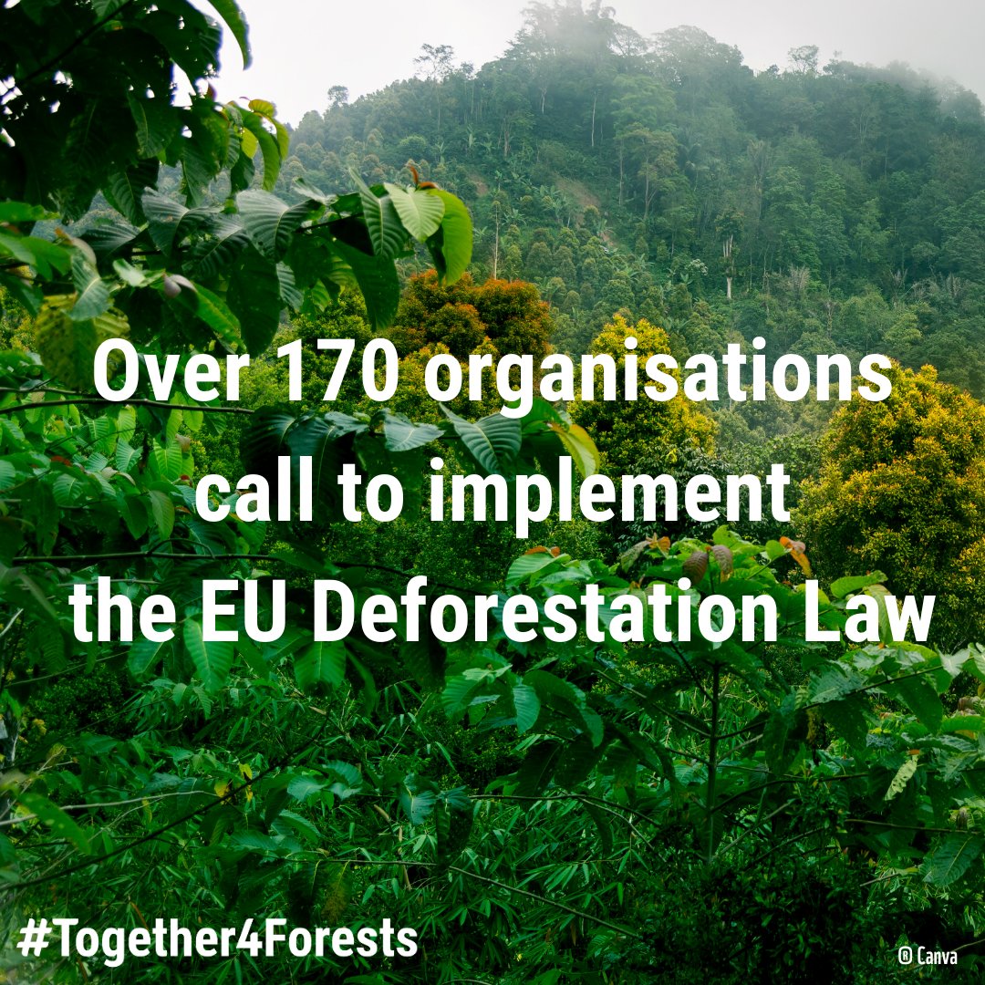 📢 We call on President @vonderleyen to stand by the EU Deforestation Law! Europe can't backtrack on tackling deforestation & must swiftly implement this landmark law. Read our NGO letter: together4forests.eu/news-resources…