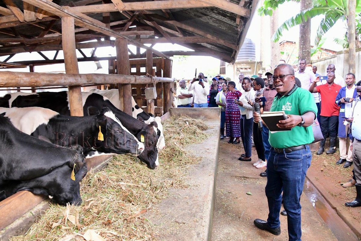 #OmulimiAsinga 2024 Okutangoza Empaka z'omulimi asinga zitandise n'akulambula ku faamu ye Namulonge. Balambuziddwa nnanyini Faamu Mwami Henry Lugolobi. 📸 Miriam Namutebi #HarvestMoney @NLinUganda @dfcugroup @KLM