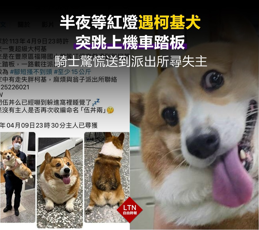ltntw's tweet image. 太可怕了！各位深夜千萬別在外面閒晃，不然可能會遇到低底盤怪客搭霸王車！

圖文報導：news.ltn.com.tw/news/society/b…

#柯基犬 #台中 #機車 #台灣 #taiwan #台湾