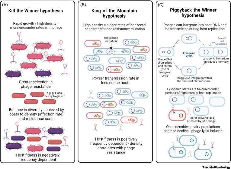 New review article from me and Angus Buckling in which we critically examine the evidence that bacteriophages affect microbial community composition. We summarise the evidence for key hypotheses 👉🏻 sciencedirect.com/science/articl…