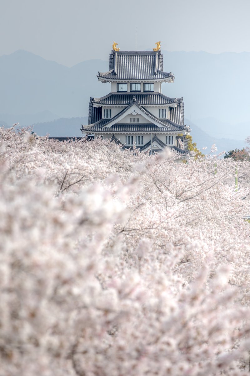 桜の雲に浮かぶ天空の城がありました