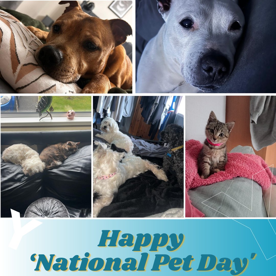 🐾 Happy National Pet Day! 🐾 Cutest social media post all year! Today celebrates the bond between humans & their animal companions. Easy to see we are very fond of our beloved pets here at Include Youth, we'll make sure to give them extra affection today. 🐶🐱🐰 #NationalPetDay