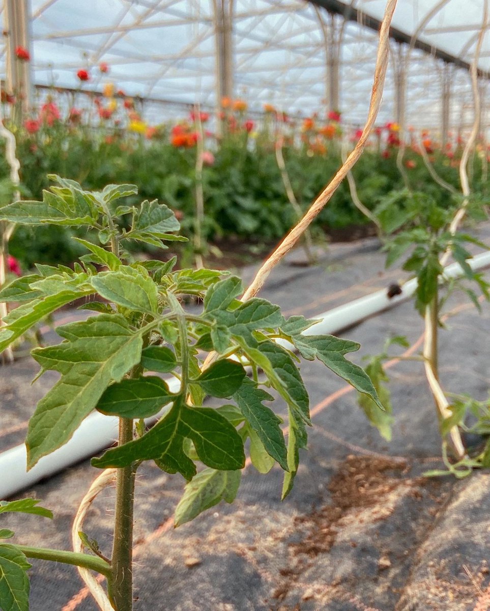 blaencamelbox's tweet image. The greenhouses being turned around for summer crops. Cherry and heirloom tomatoes and padron peppers planted. Radish almost ready and strawberries looking good