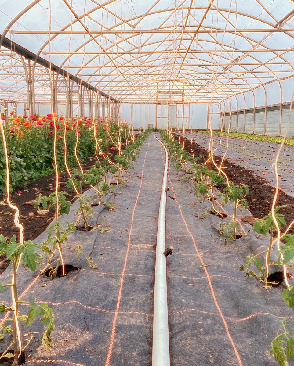 blaencamelbox's tweet image. The greenhouses being turned around for summer crops. Cherry and heirloom tomatoes and padron peppers planted. Radish almost ready and strawberries looking good