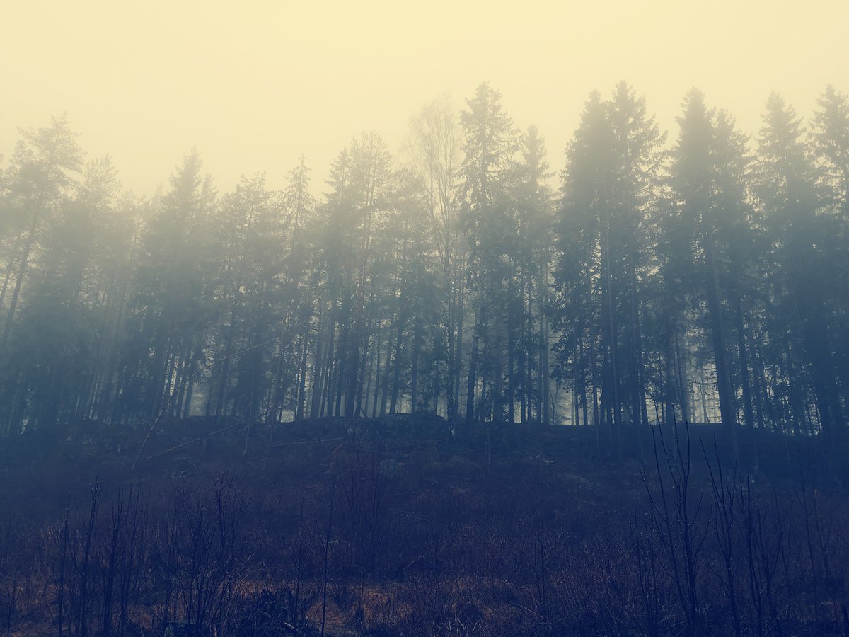 So this is my 'office' today. A foggy day in the middle of the forest.