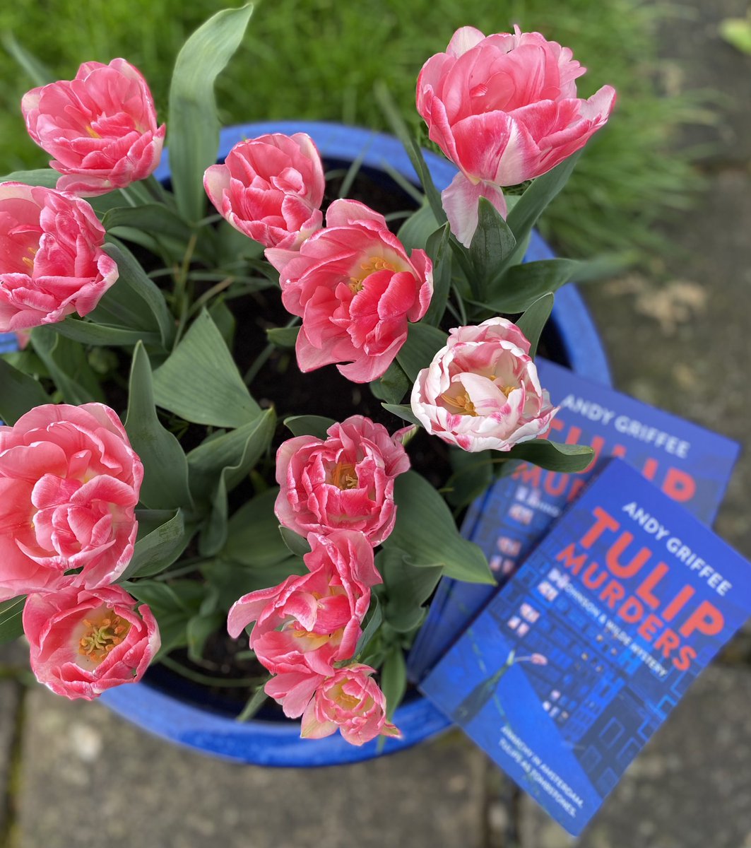 #TulipMurders is blooming! Thank you to everyone who has found my latest #JohnsonandWilde crime mystery on Amazon. Book 5 in the series. It survived Storm Kathleen and seems to be blossoming. @CRTBoating @IWA_UK @The_CWA @BTposse @OrphansPublish @waterwaysworld #CrimeFiction