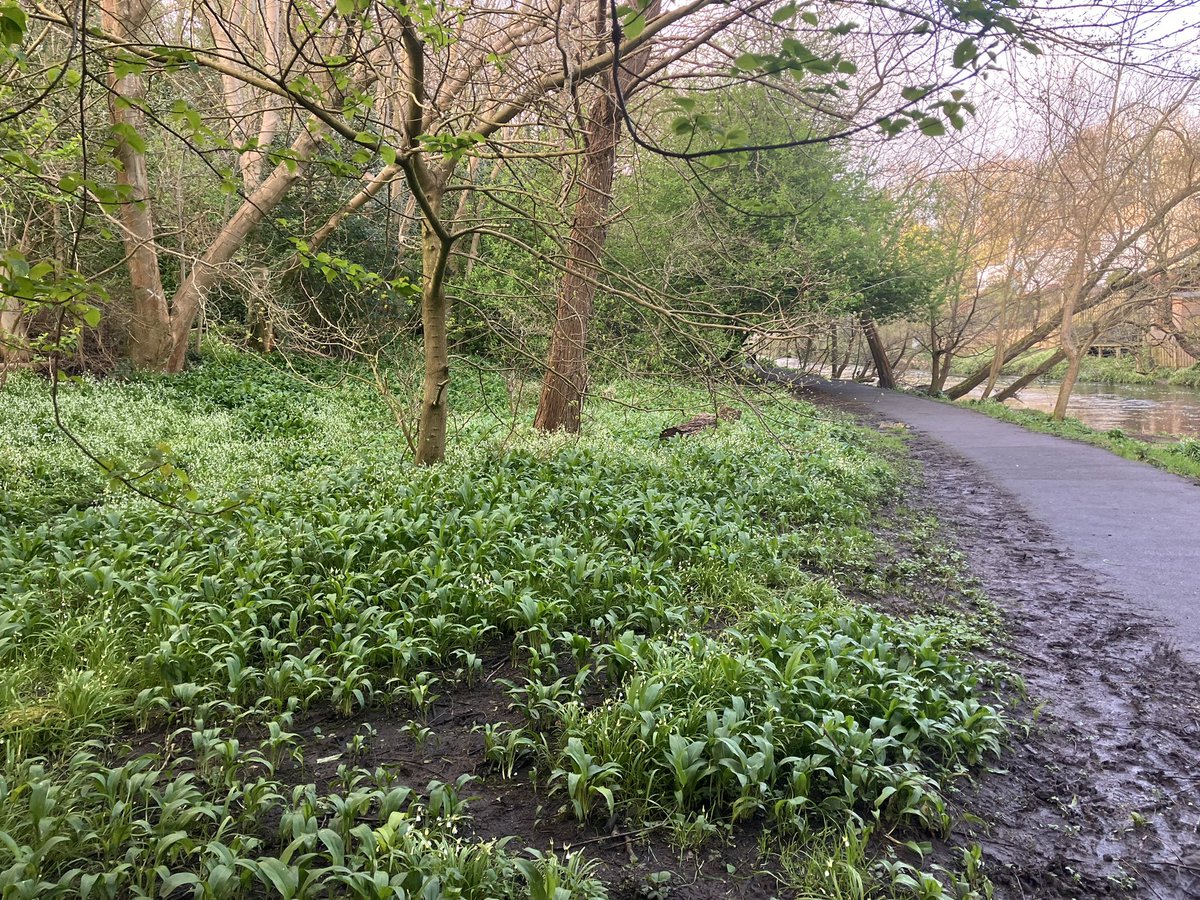 We came to Edinburgh this spring because I missed the wild garlic along the Water of Leith walkway.