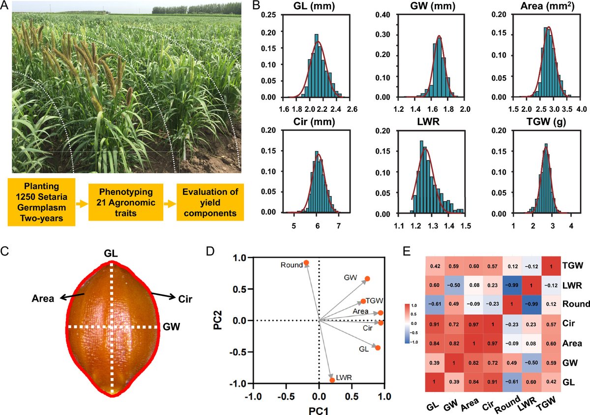 Genetic diversity of grain yield traits and identification of a grain weight gene SiTGW6 in foxtail millet
rdcu.be/dBzUZ