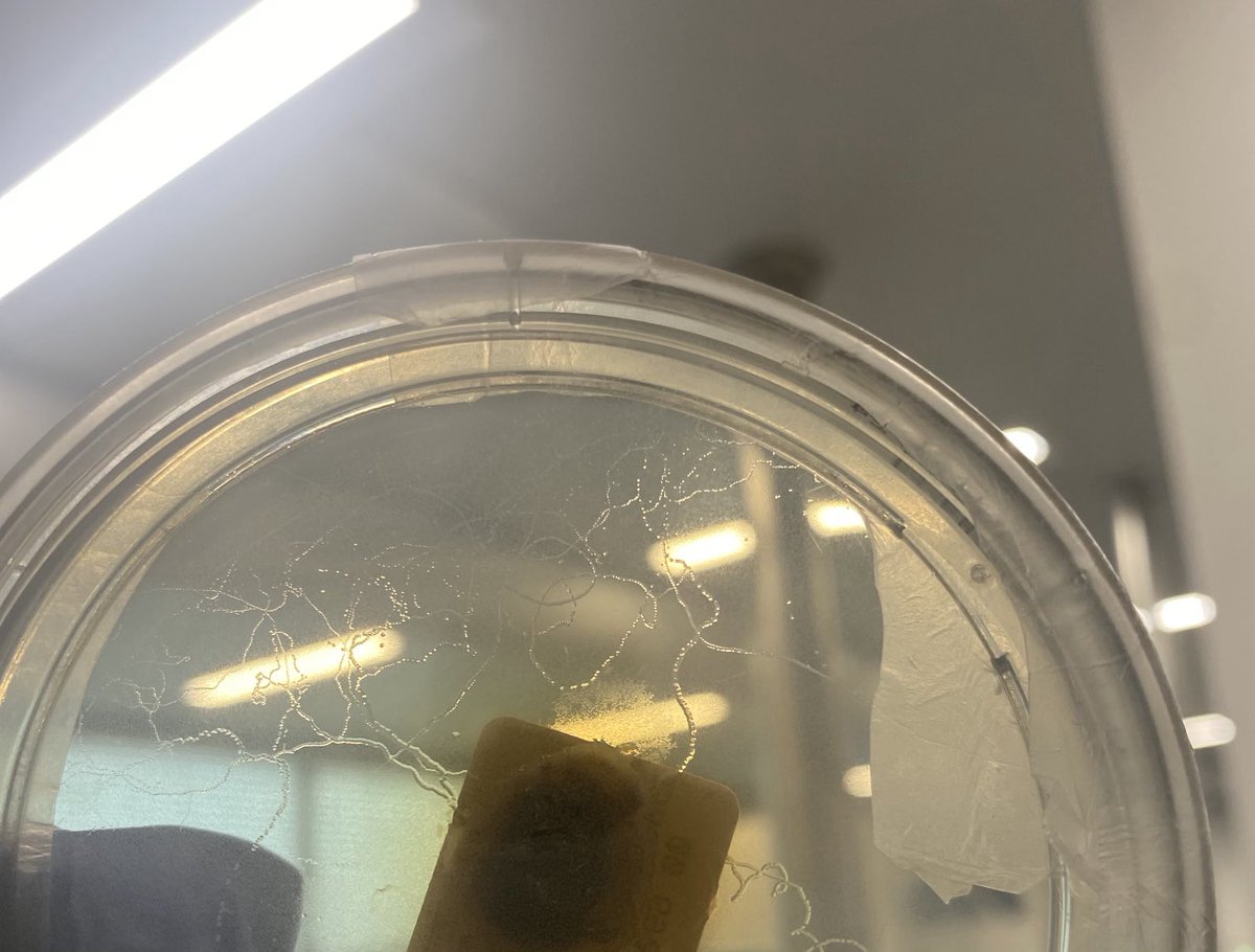 It is not every day that you see a plate like this in the lab, especially in New Zealand!